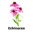 Echinacea - čaj
