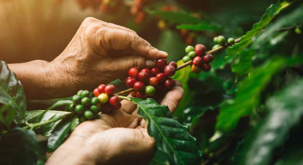 Jaký dopad má změna klimatu na kávový průmysl?