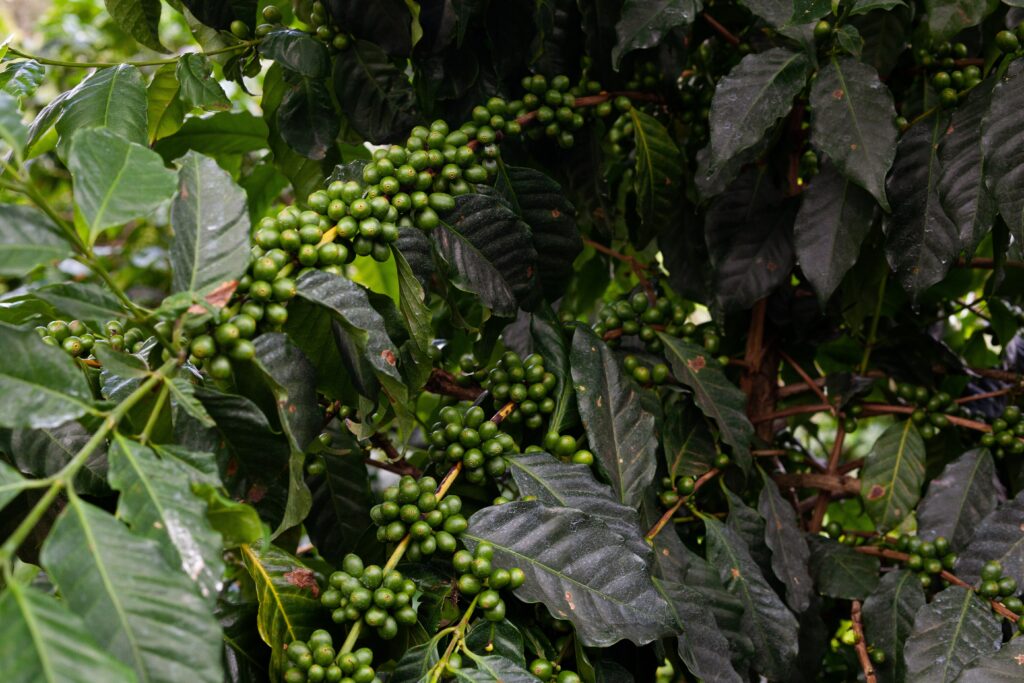 Druhy kávových zrn a jejich chuťové profily
